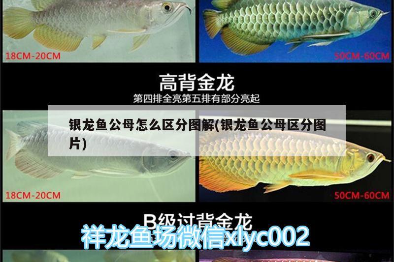 銀龍魚公母怎么區(qū)分圖解(銀龍魚公母區(qū)分圖片)