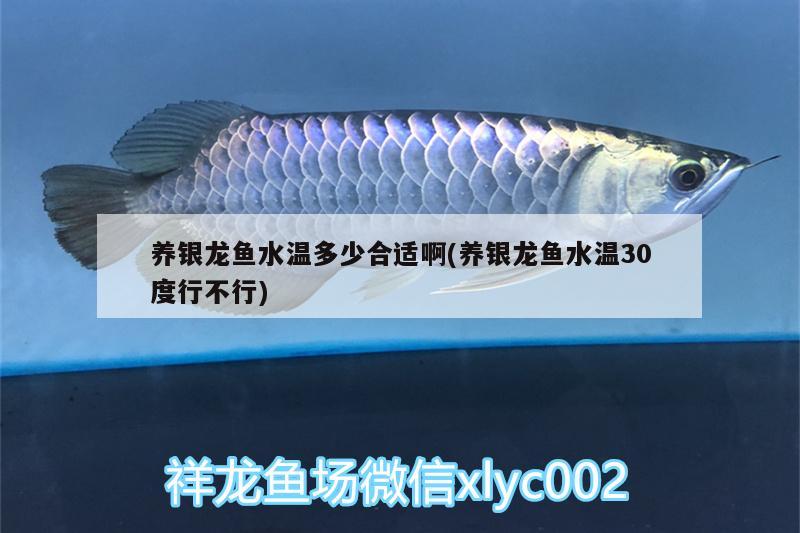 養(yǎng)銀龍魚水溫多少合適啊(養(yǎng)銀龍魚水溫30度行不行)