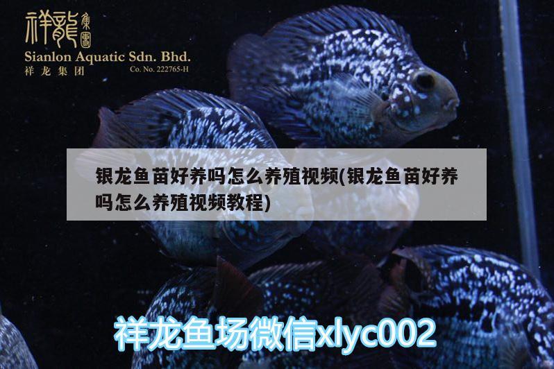 銀龍魚苗好養(yǎng)嗎怎么養(yǎng)殖視頻(銀龍魚苗好養(yǎng)嗎怎么養(yǎng)殖視頻教程) 銀龍魚百科