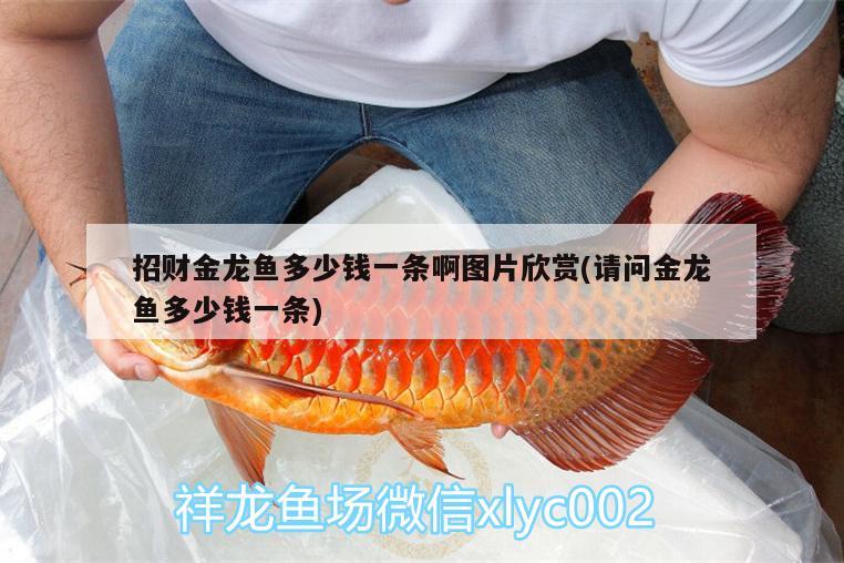 招財金龍魚多少錢一條啊圖片欣賞(請問金龍魚多少錢一條)