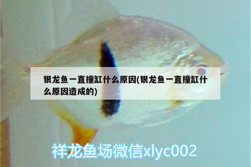 銀龍魚一直撞缸什么原因(銀龍魚一直撞缸什么原因造成的) 銀龍魚