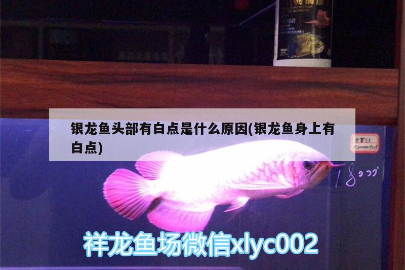 銀龍魚頭部有白點(diǎn)是什么原因(銀龍魚身上有白點(diǎn))