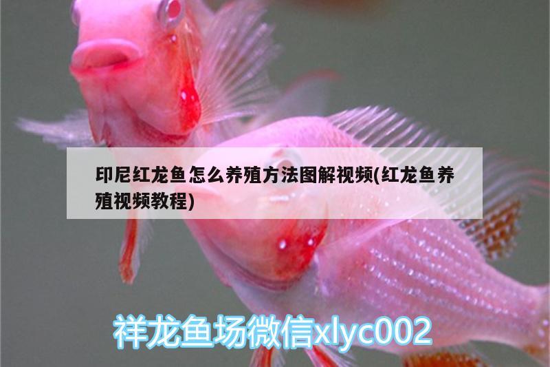 印尼紅龍魚怎么養(yǎng)殖方法圖解視頻(紅龍魚養(yǎng)殖視頻教程)