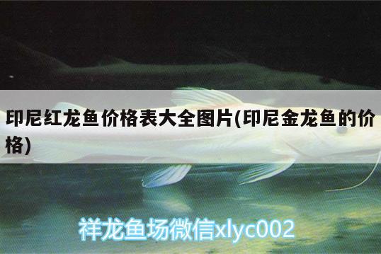 印尼紅龍魚價(jià)格表大全圖片(印尼金龍魚的價(jià)格) 紅龍魚百科