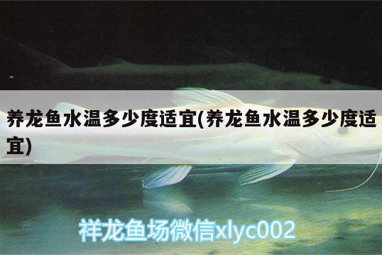 養(yǎng)龍魚水溫多少度適宜(養(yǎng)龍魚水溫多少度適宜) 黃吉金龍（白子金龍魚）