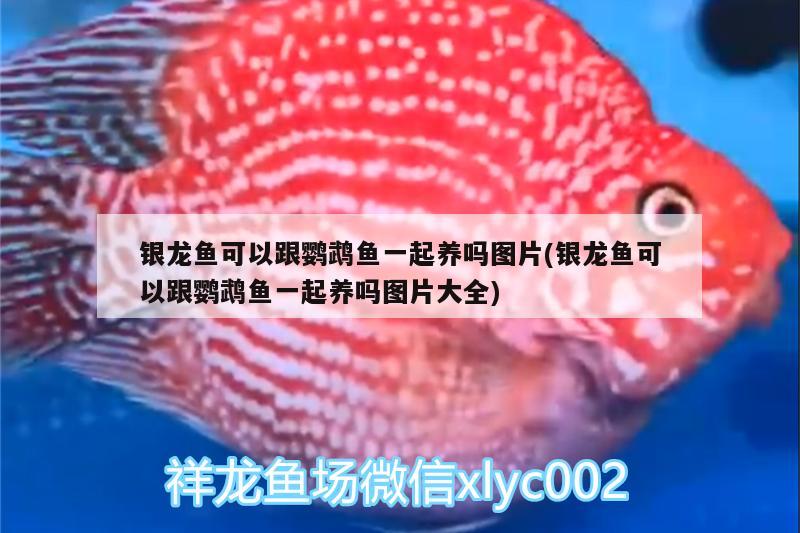 銀龍魚(yú)可以跟鸚鵡魚(yú)一起養(yǎng)嗎圖片(銀龍魚(yú)可以跟鸚鵡魚(yú)一起養(yǎng)嗎圖片大全)