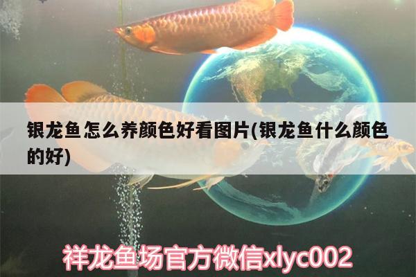 銀龍魚怎么養(yǎng)顏色好看圖片(銀龍魚什么顏色的好) 銀龍魚 第3張