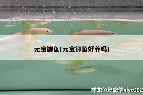 元寶鯽魚(元寶鯽魚好養(yǎng)嗎) 元寶鯽