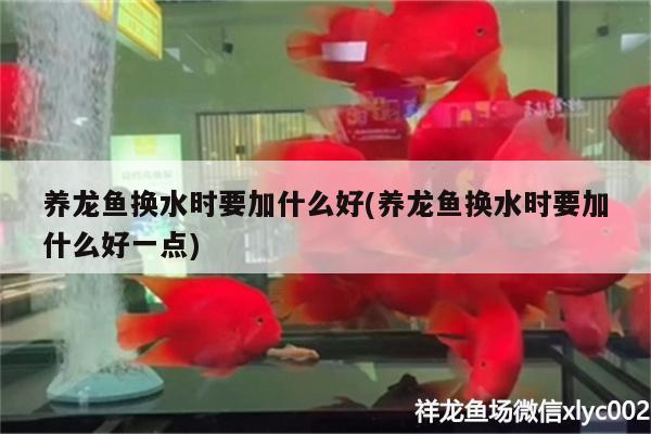 養(yǎng)龍魚換水時要加什么好(養(yǎng)龍魚換水時要加什么好一點)