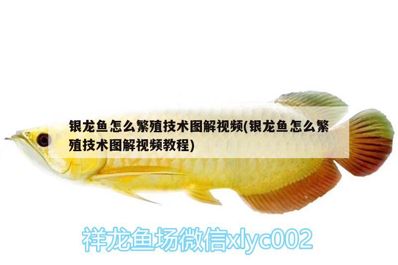 銀龍魚怎么繁殖技術(shù)圖解視頻(銀龍魚怎么繁殖技術(shù)圖解視頻教程) 銀龍魚百科