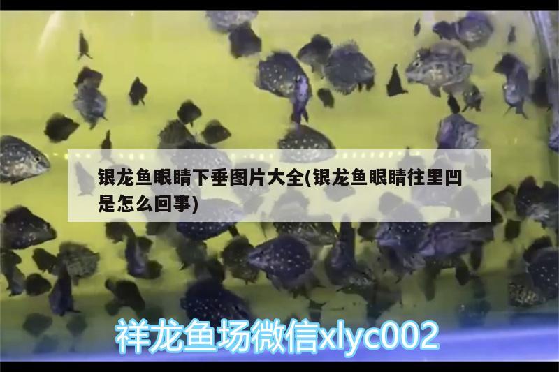 銀龍魚眼睛下垂圖片大全(銀龍魚眼睛往里凹是怎么回事)