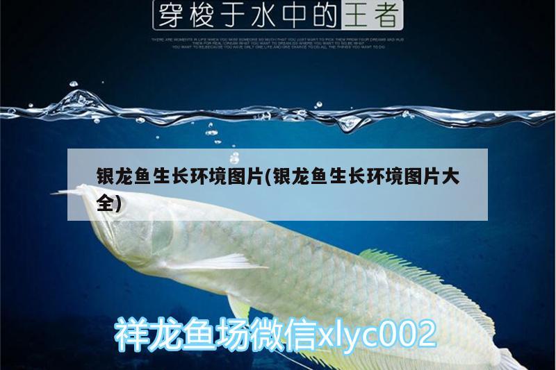 銀龍魚生長環(huán)境圖片(銀龍魚生長環(huán)境圖片大全) 銀龍魚