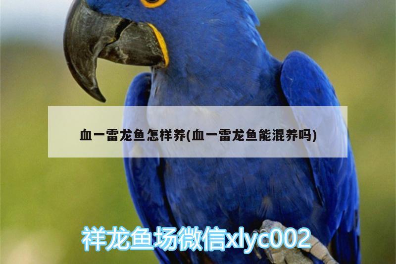 血一雷龍魚怎樣養(yǎng)(血一雷龍魚能混養(yǎng)嗎) 祥龍水族濾材/器材