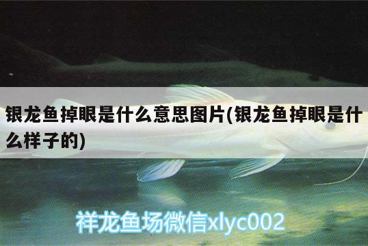 銀龍魚掉眼是什么意思圖片(銀龍魚掉眼是什么樣子的)