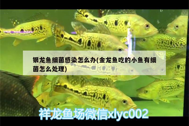 銀龍魚細(xì)菌感染怎么辦(金龍魚吃的小魚有細(xì)菌怎么處理)