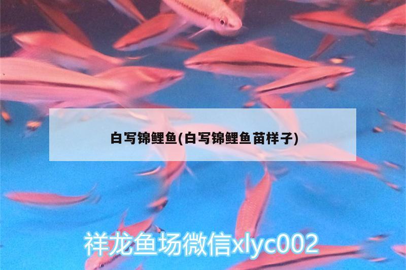 白寫錦鯉魚(白寫錦鯉魚苗樣子) 白寫錦鯉魚