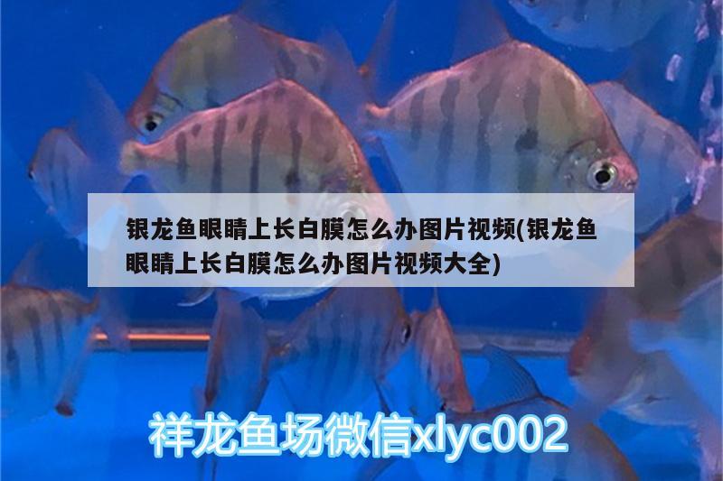 銀龍魚(yú)眼睛上長(zhǎng)白膜怎么辦圖片視頻(銀龍魚(yú)眼睛上長(zhǎng)白膜怎么辦圖片視頻大全)