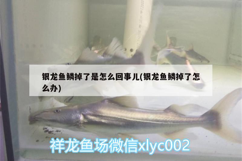 銀龍魚鱗掉了是怎么回事兒(銀龍魚鱗掉了怎么辦)