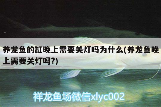 養(yǎng)龍魚的缸晚上需要關(guān)燈嗎為什么(養(yǎng)龍魚晚上需要關(guān)燈嗎?) 魚缸等水族設(shè)備