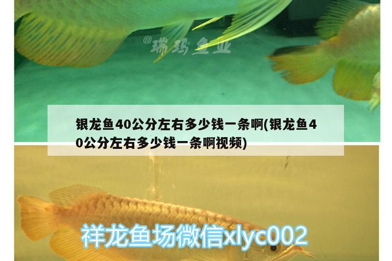 銀龍魚40公分左右多少錢一條啊(銀龍魚40公分左右多少錢一條啊視頻) 銀龍魚