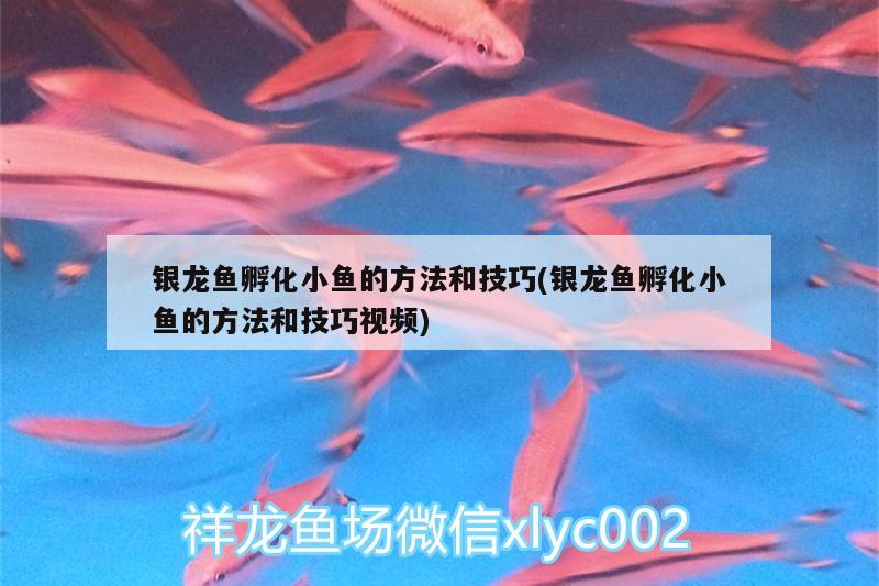 銀龍魚孵化小魚的方法和技巧(銀龍魚孵化小魚的方法和技巧視頻)