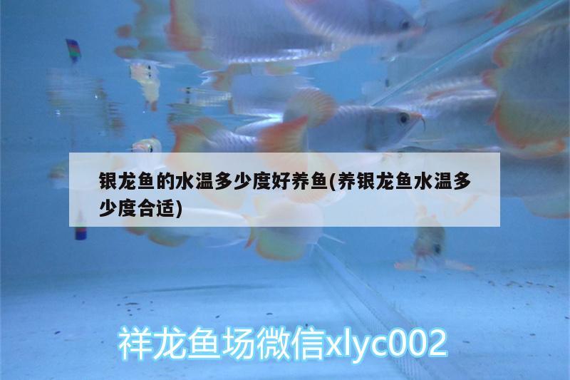 銀龍魚的水溫多少度好養(yǎng)魚(養(yǎng)銀龍魚水溫多少度合適)