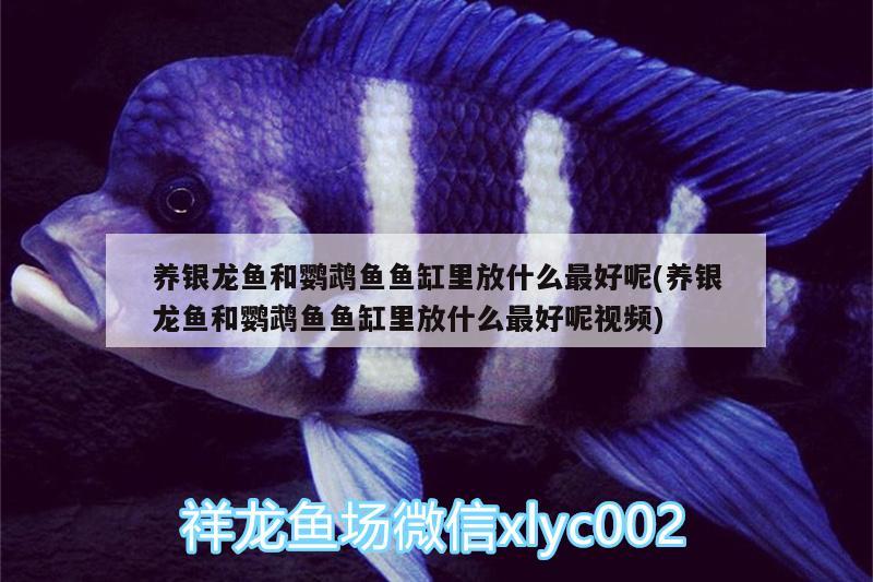 養(yǎng)銀龍魚和鸚鵡魚魚缸里放什么最好呢(養(yǎng)銀龍魚和鸚鵡魚魚缸里放什么最好呢視頻) 鸚鵡魚