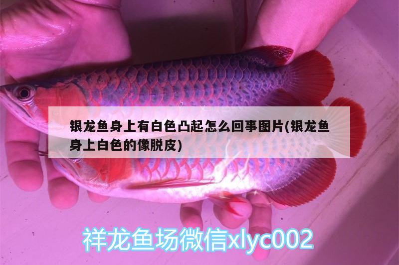 銀龍魚身上有白色凸起怎么回事圖片(銀龍魚身上白色的像脫皮)