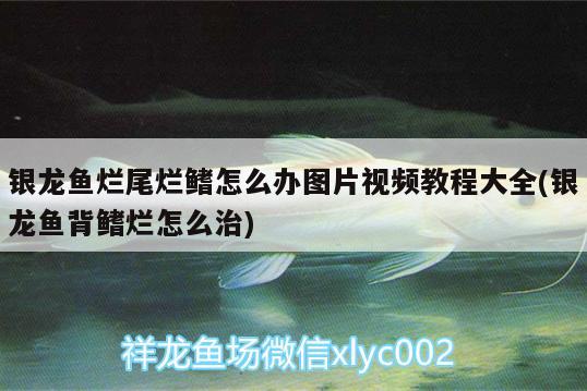 銀龍魚爛尾爛鰭怎么辦圖片視頻教程大全(銀龍魚背鰭爛怎么治) 銀龍魚