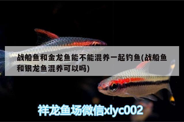 戰(zhàn)船魚(yú)和金龍魚(yú)能不能混養(yǎng)一起釣魚(yú)(戰(zhàn)船魚(yú)和銀龍魚(yú)混養(yǎng)可以嗎) 垂釣樂(lè)園