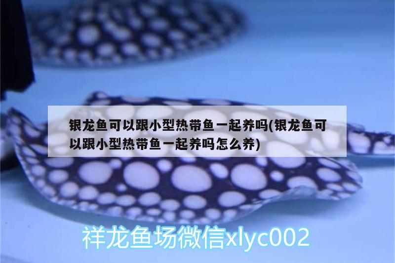 銀龍魚可以跟小型熱帶魚一起養(yǎng)嗎(銀龍魚可以跟小型熱帶魚一起養(yǎng)嗎怎么養(yǎng)) 銀龍魚