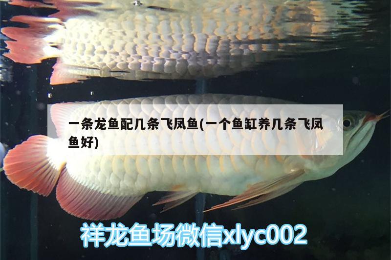 一條龍魚配幾條飛鳳魚(一個(gè)魚缸養(yǎng)幾條飛鳳魚好) 飛鳳魚