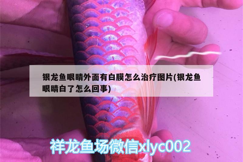 銀龍魚眼睛外面有白膜怎么治療圖片(銀龍魚眼睛白了怎么回事)