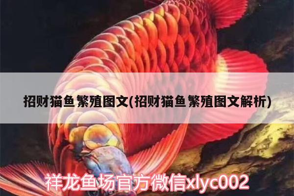 招財(cái)貓魚繁殖圖文(招財(cái)貓魚繁殖圖文解析)