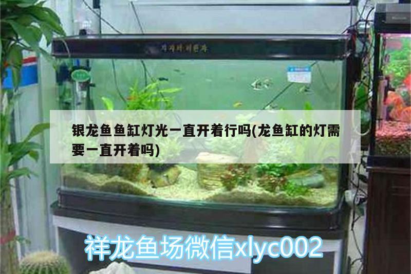 銀龍魚魚缸燈光一直開著行嗎(龍魚缸的燈需要一直開著嗎) 銀龍魚百科