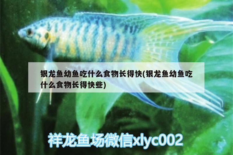 銀龍魚幼魚吃什么食物長得快(銀龍魚幼魚吃什么食物長得快些) 銀龍魚百科