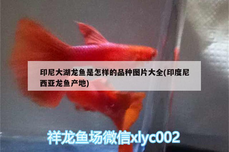 印尼大湖龍魚是怎樣的品種圖片大全(印度尼西亞龍魚產(chǎn)地) 斑馬鴨嘴魚苗