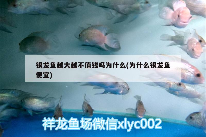 銀龍魚越大越不值錢嗎為什么(為什么銀龍魚便宜) 銀龍魚