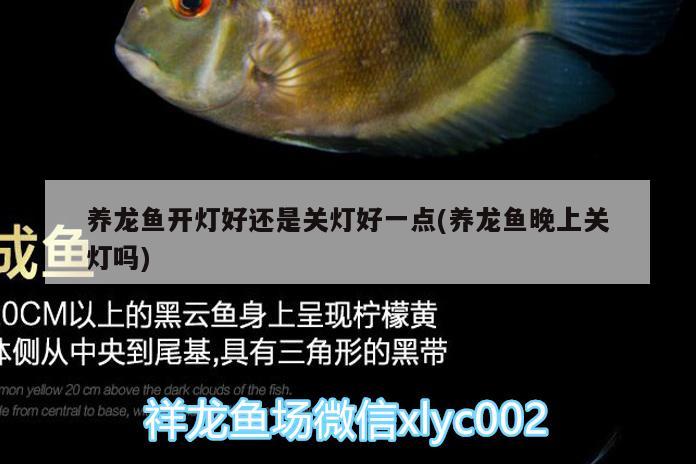 養(yǎng)龍魚開燈好還是關(guān)燈好一點(diǎn)(養(yǎng)龍魚晚上關(guān)燈嗎)