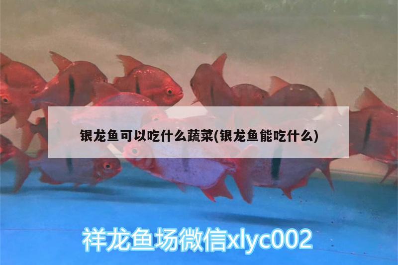 銀龍魚可以吃什么蔬菜(銀龍魚能吃什么) 銀龍魚