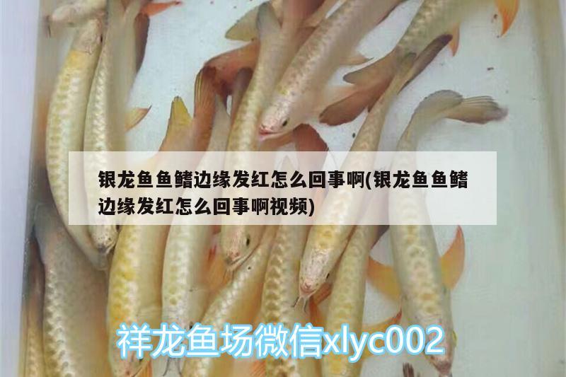 銀龍魚魚鰭邊緣發(fā)紅怎么回事啊(銀龍魚魚鰭邊緣發(fā)紅怎么回事啊視頻) 銀龍魚