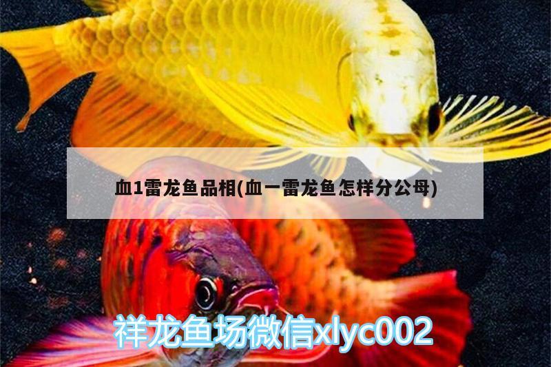 血1雷龍魚品相(血一雷龍魚怎樣分公母) 過背金龍魚