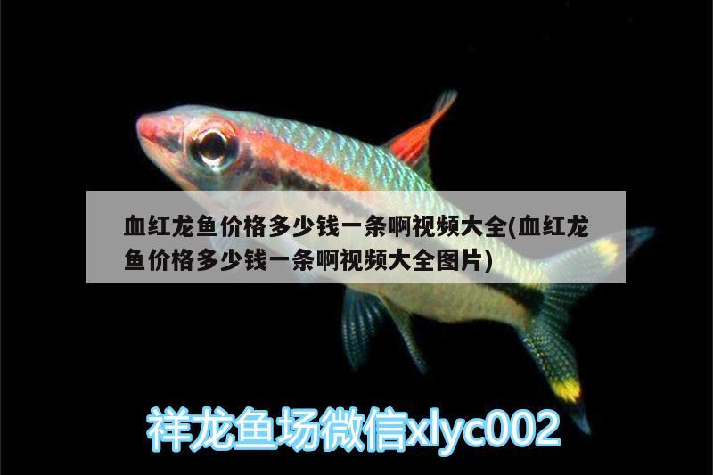 血紅龍魚價(jià)格多少錢一條啊視頻大全(血紅龍魚價(jià)格多少錢一條啊視頻大全圖片) 申古三間魚