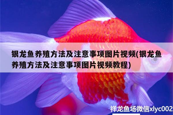 銀龍魚養(yǎng)殖方法及注意事項圖片視頻(銀龍魚養(yǎng)殖方法及注意事項圖片視頻教程)