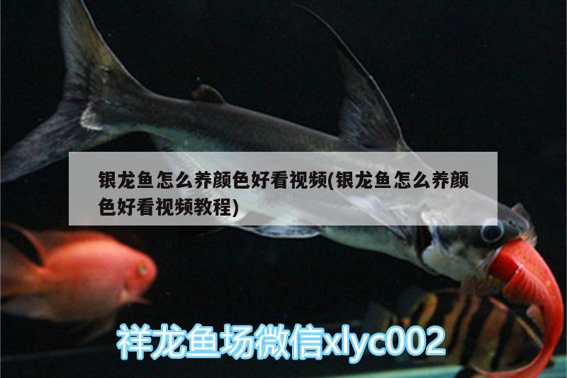 銀龍魚怎么養(yǎng)顏色好看視頻(銀龍魚怎么養(yǎng)顏色好看視頻教程) 銀龍魚百科