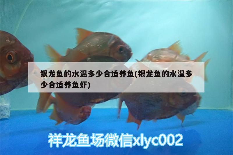 銀龍魚的水溫多少合適養(yǎng)魚(銀龍魚的水溫多少合適養(yǎng)魚蝦) 銀龍魚