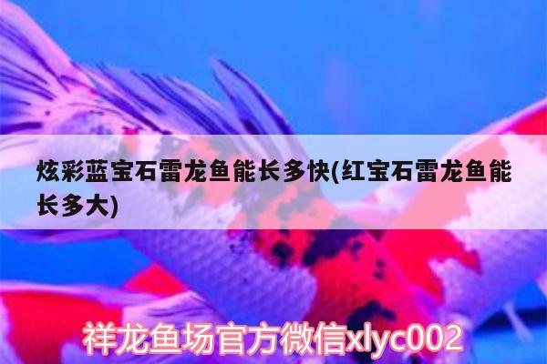 炫彩藍寶石雷龍魚能長多快(紅寶石雷龍魚能長多大) 水族品牌