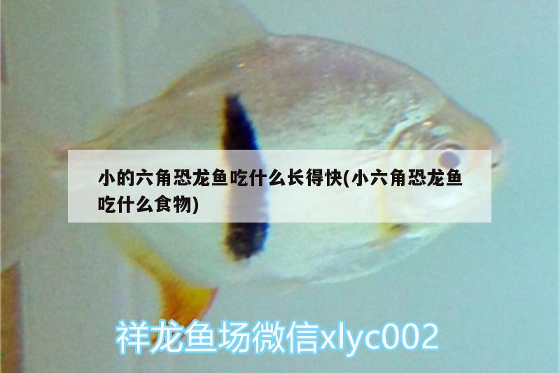 小的六角恐龍魚吃什么長得快(小六角恐龍魚吃什么食物) 過濾設備