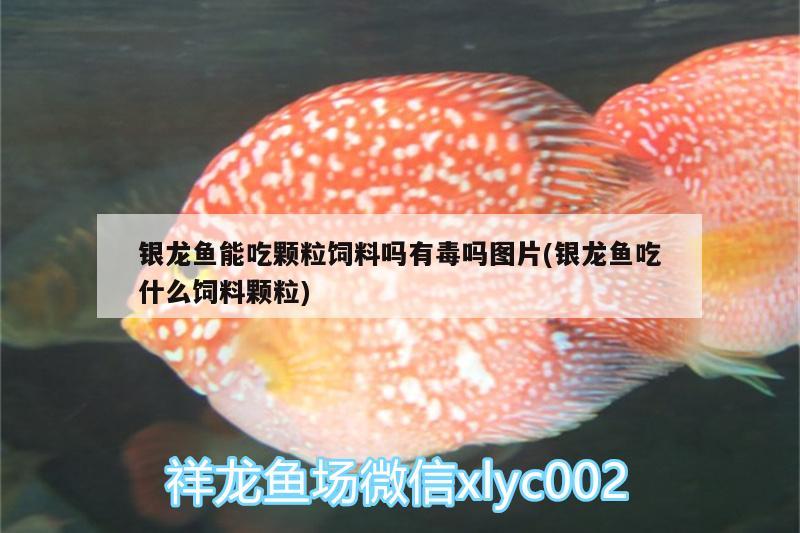 銀龍魚能吃顆粒飼料嗎有毒嗎圖片(銀龍魚吃什么飼料顆粒) 銀龍魚