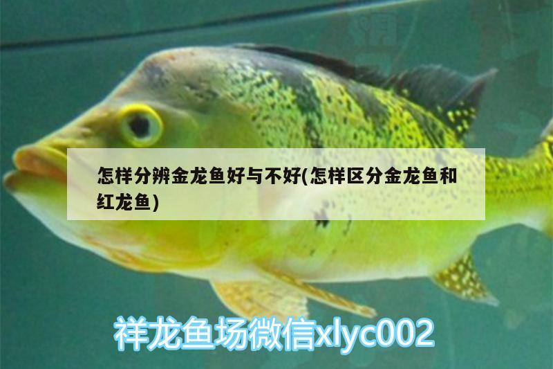 怎樣分辨金龍魚好與不好(怎樣區(qū)分金龍魚和紅龍魚) 魚缸水質穩(wěn)定劑